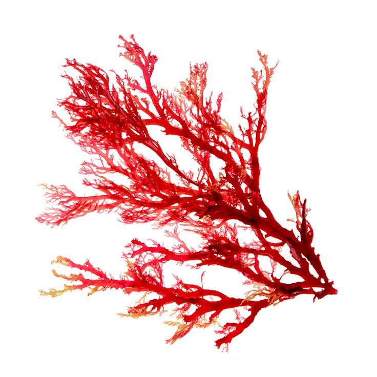Algue rouge