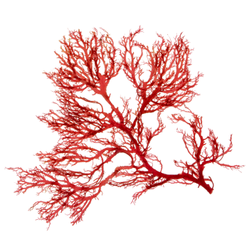Algue rouge