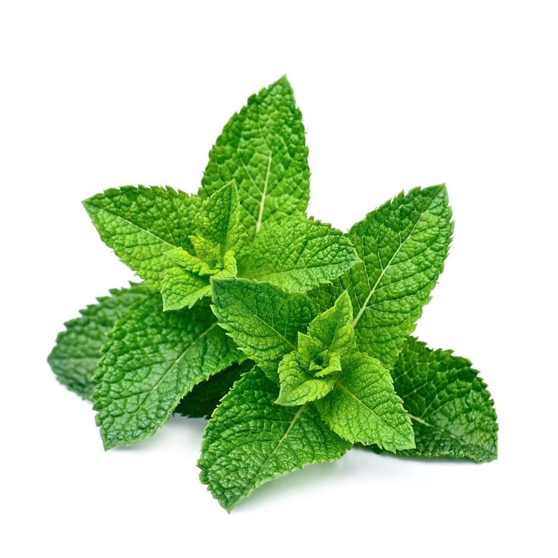 Menthe poivrée